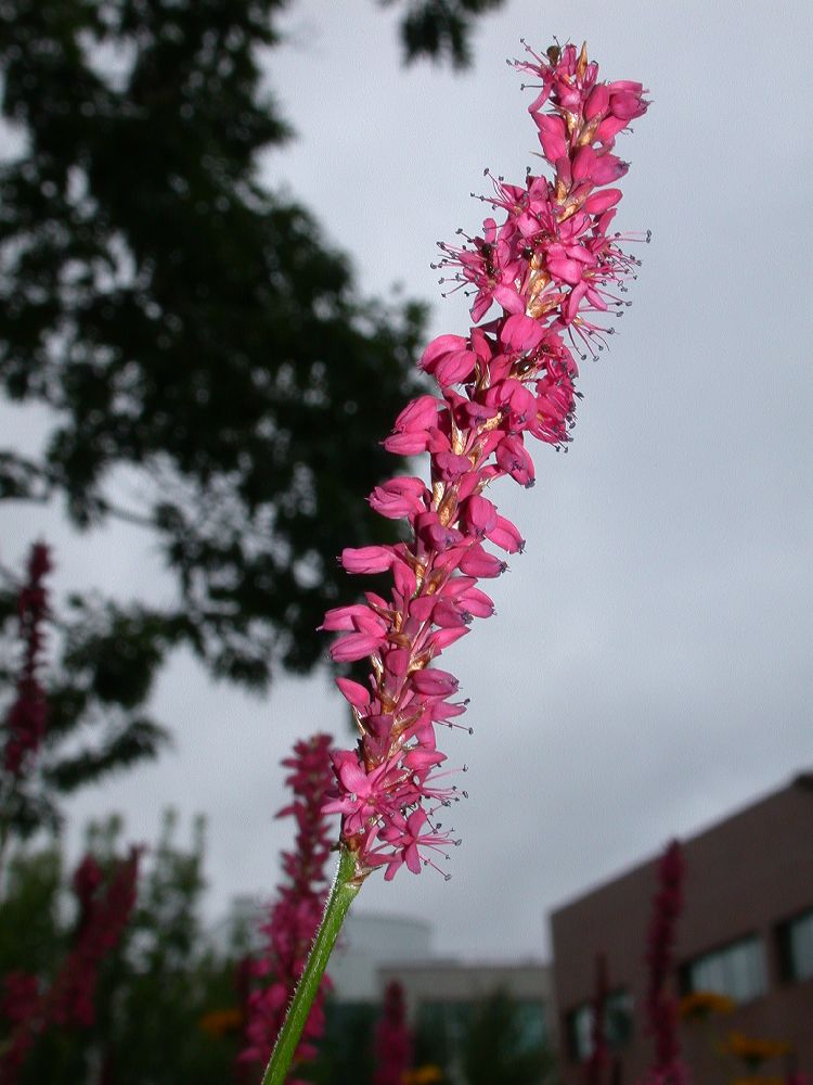 Polygonaceae Polygonum amplexicaulis