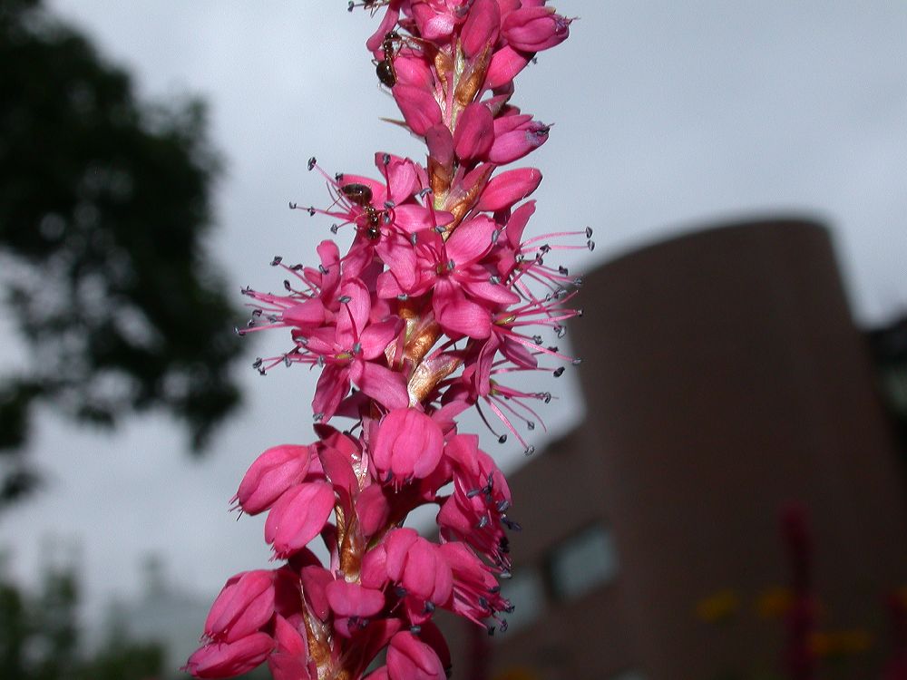 Polygonaceae Polygonum amplexicaulis