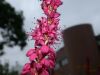 image of Polygonum amplexicaulis