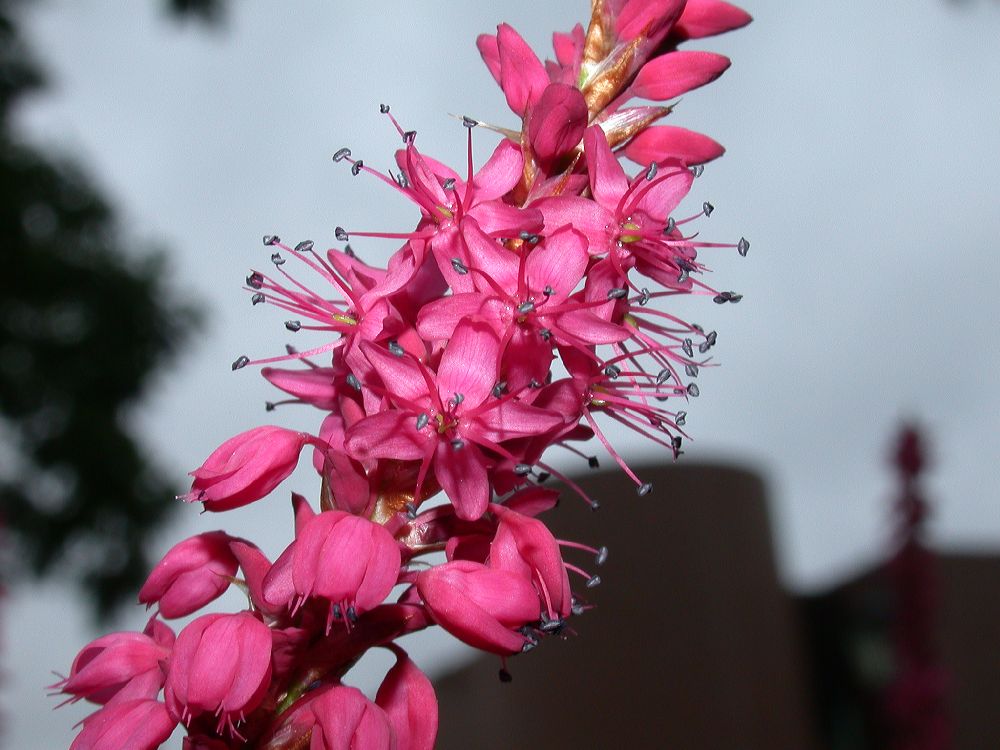 Polygonaceae Polygonum amplexicaulis