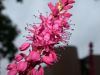 image of Polygonum amplexicaulis