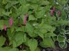 image of Polygonum amplexicaulis