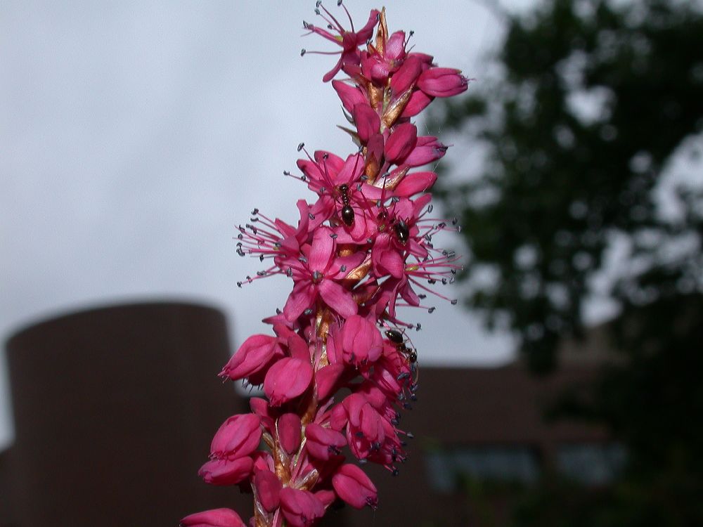 Polygonaceae Polygonum amplexicaulis