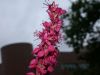 image of Polygonum amplexicaulis