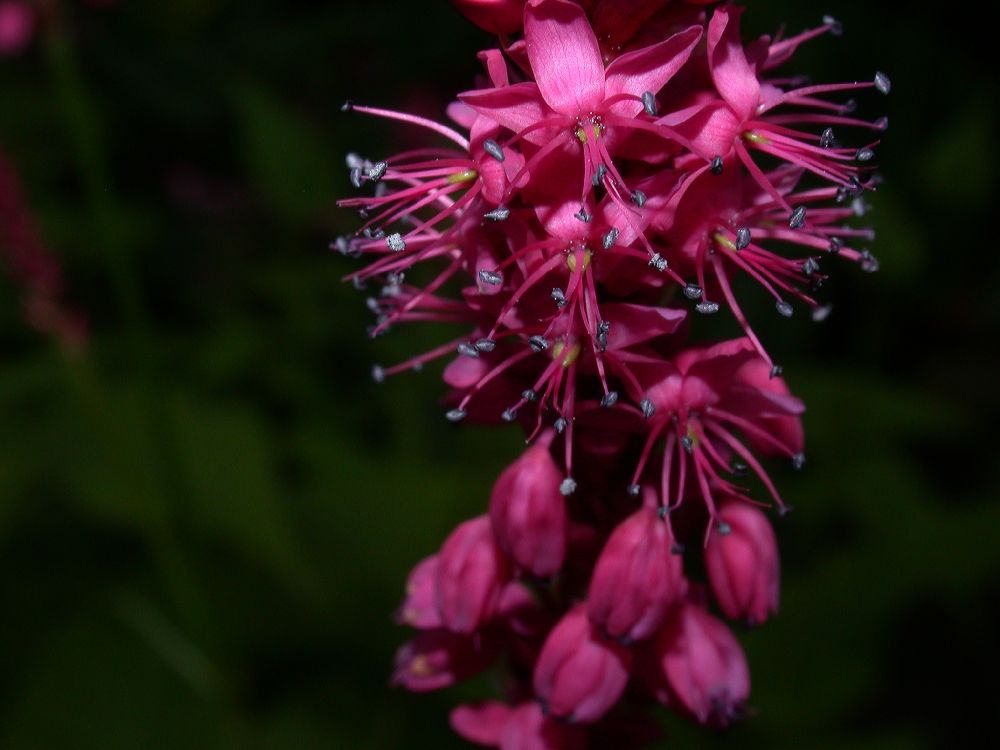Polygonaceae Polygonum amplexicaulis