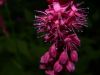 image of Polygonum amplexicaulis