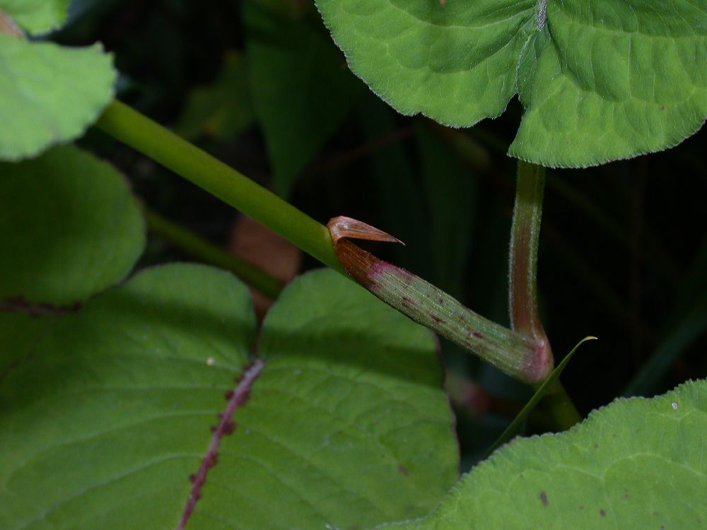 Polygonaceae Polygonum amplexicaulis