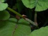 image of Polygonum amplexicaulis