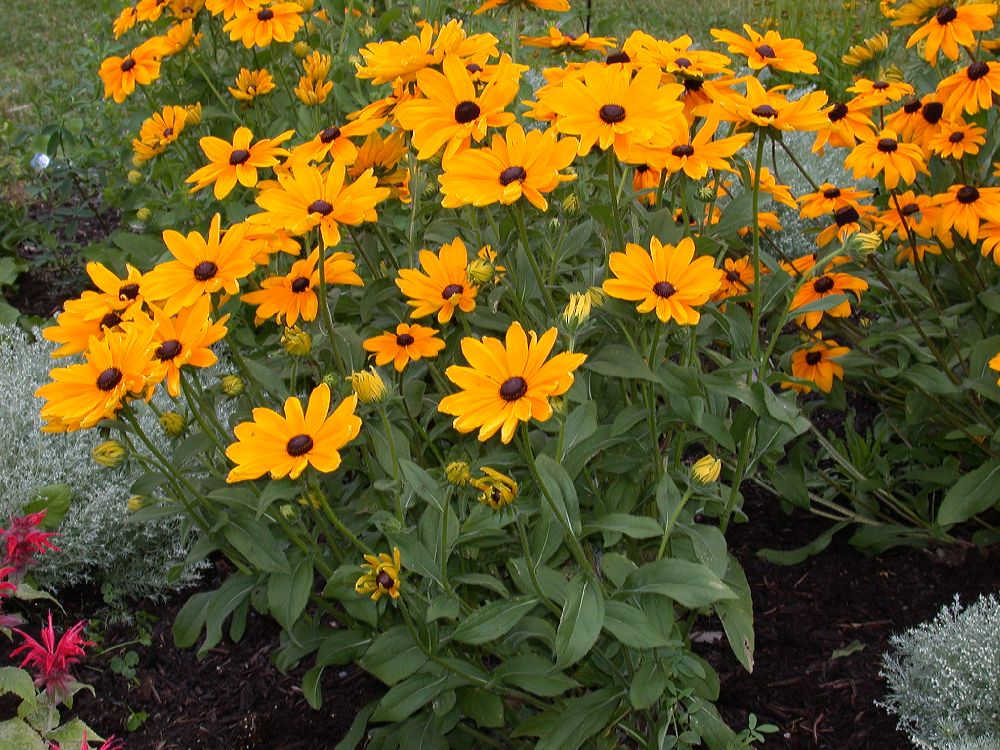 Asteraceae Rudbeckia hirta