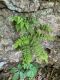 image of Cystopteris tennesseensis
