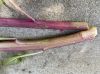 image of Phytolacca americana