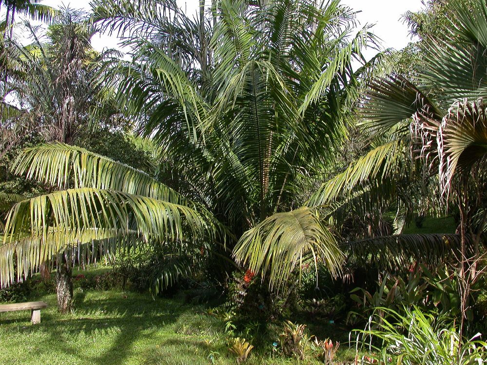 Arecaceae Elaeis guineensis