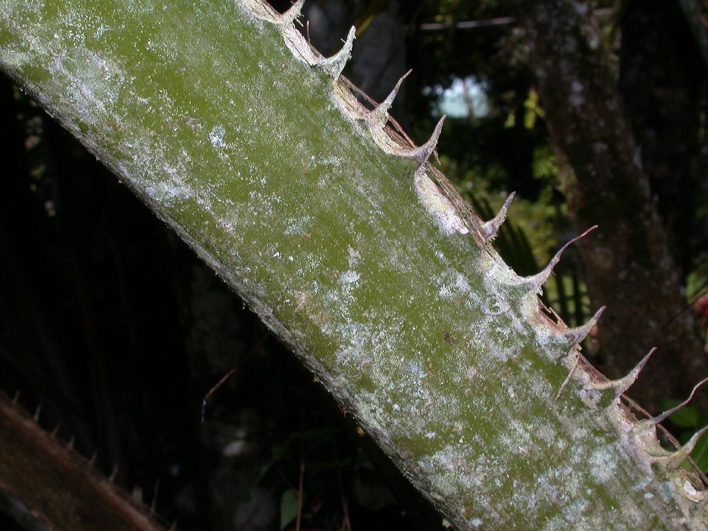 Arecaceae Elaeis guineensis