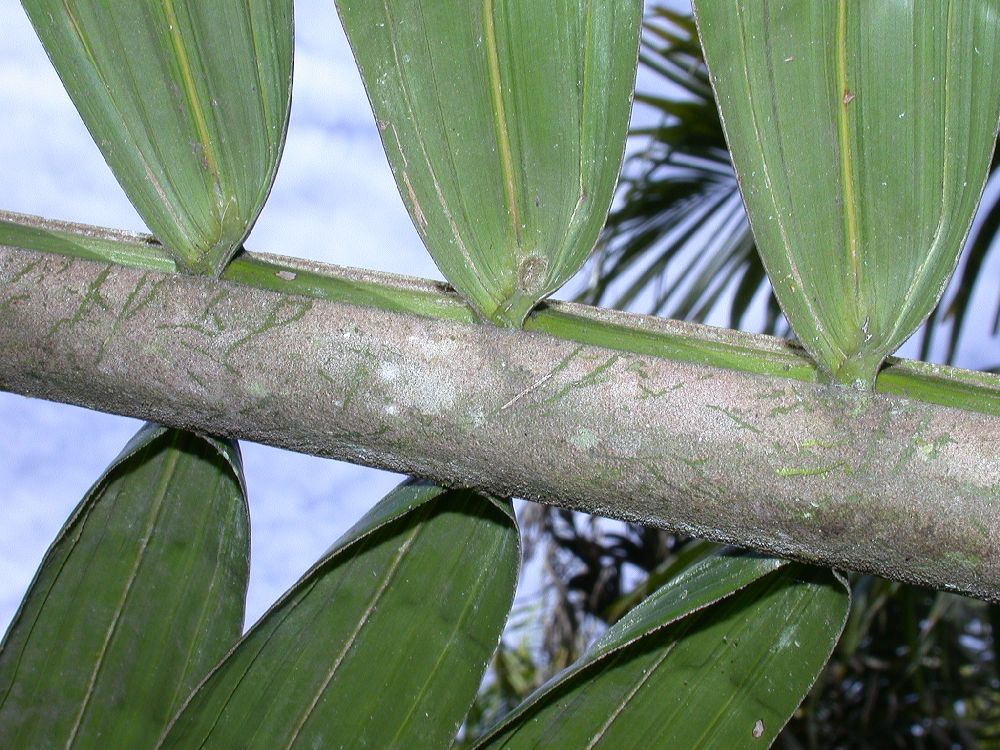 Arecaceae Elaeis guineensis