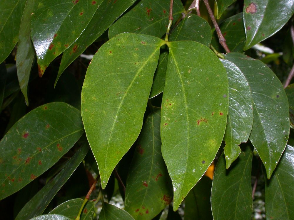 Fabaceae Hymenaea courbaril