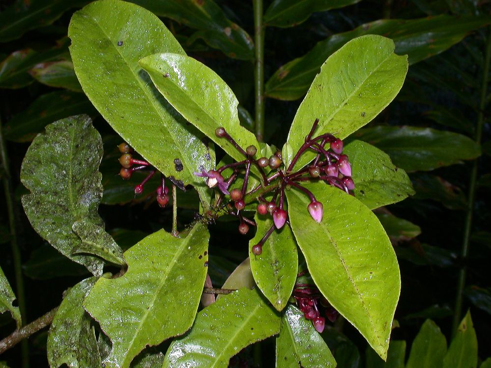 Primulaceae Ardisia 