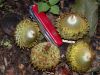 image of Quercus insignis