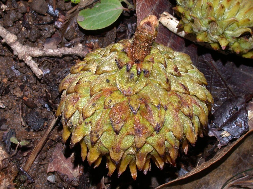 Fagaceae Quercus insignis
