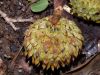 image of Quercus insignis