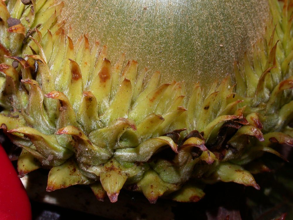 Fagaceae Quercus insignis