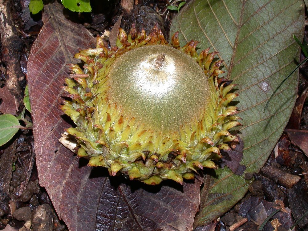 Fagaceae Quercus insignis