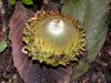 image of Quercus insignis