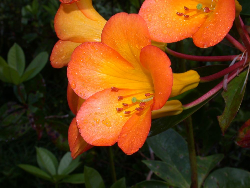 Ericaceae Rhododendron 