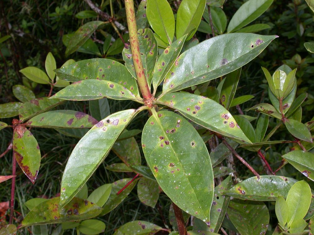 Ericaceae Rhododendron 