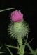 image of Cirsium vulgare
