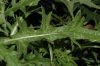 image of Cirsium vulgare