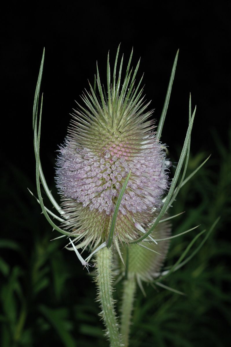 Dipsacaceae Dipsacus fullonum