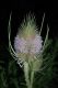 image of Dipsacus fullonum