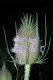 image of Dipsacus fullonum