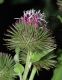 image of Arctium minus