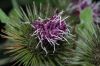 image of Arctium minus