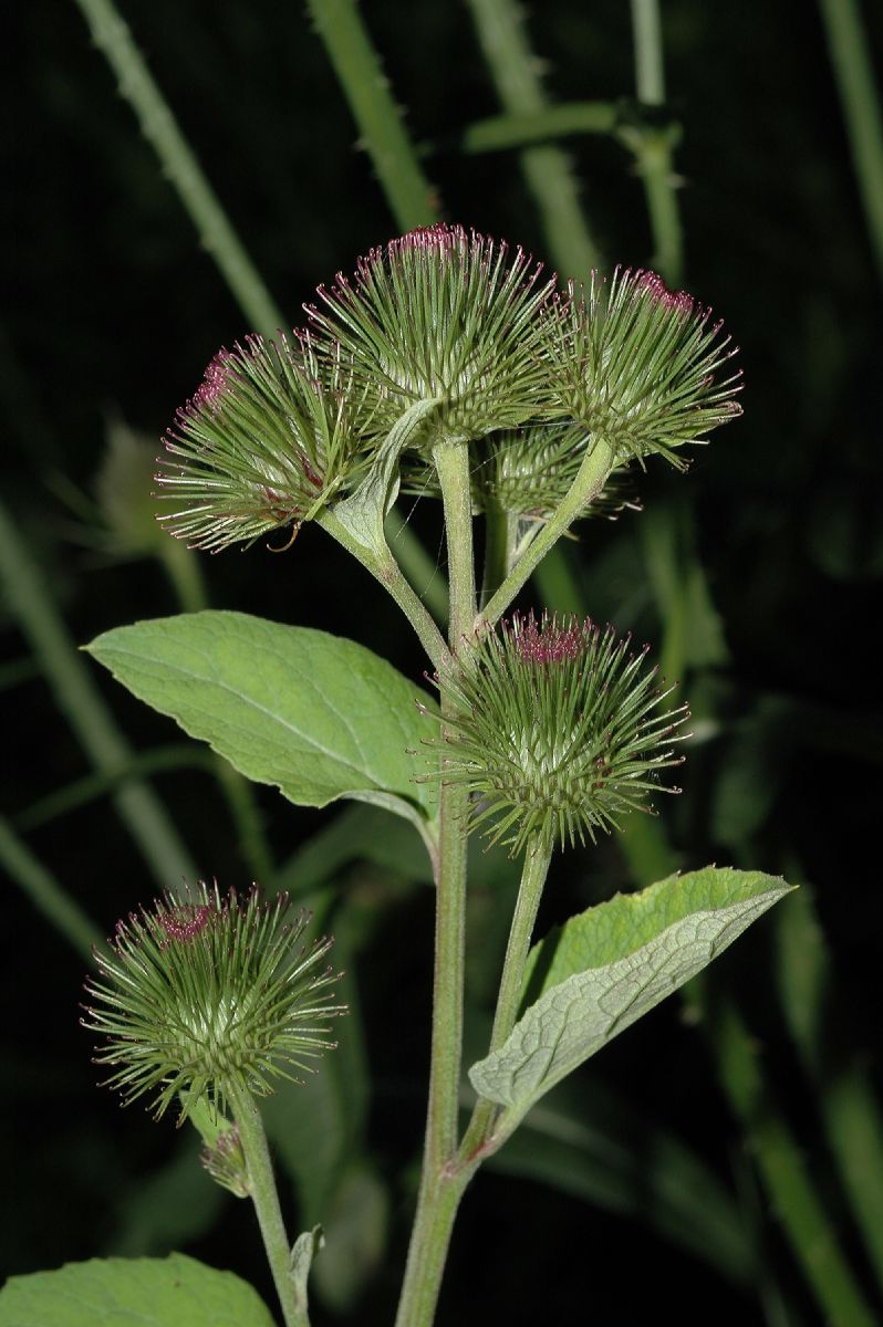 Asteraceae Arctium minus