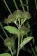 image of Arctium minus