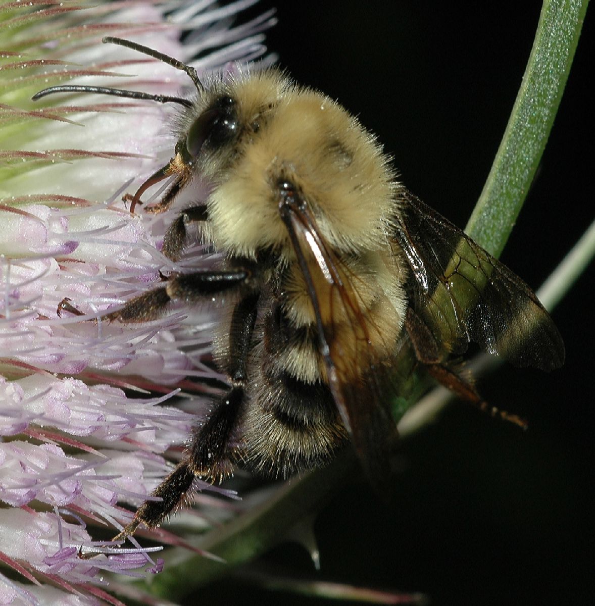 Apidae Bombus 