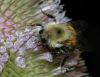 image of Dipsacus fullonum
