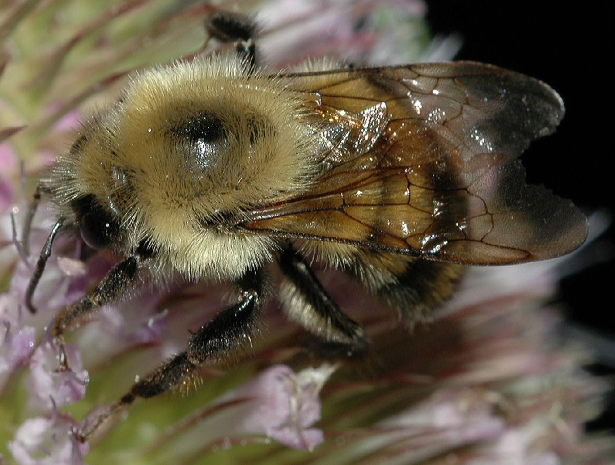 Apidae Bombus 