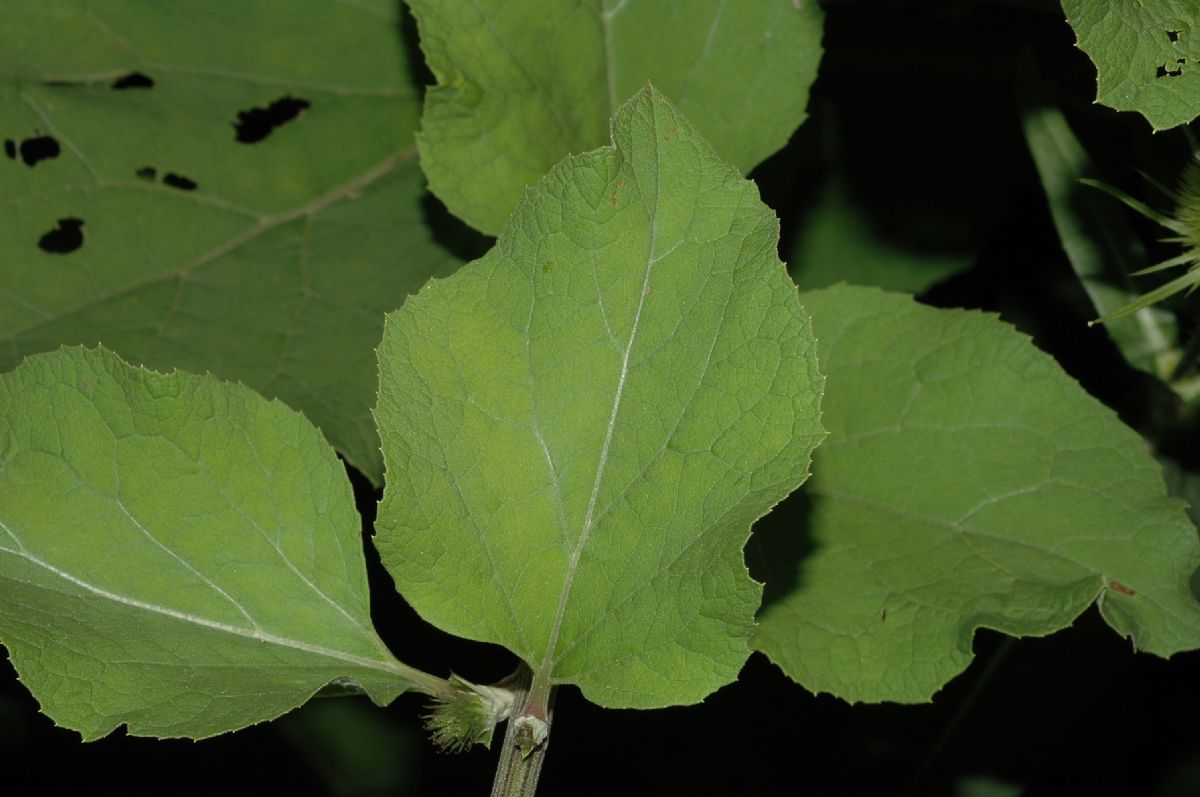 Asteraceae Arctium minus