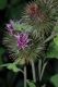 image of Arctium minus