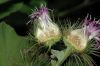 image of Arctium minus