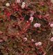 image of Polygonum capitatum