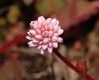 image of Polygonum capitatum