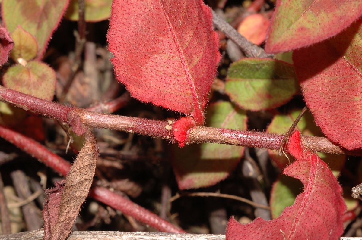 Polygonaceae Polygonum capitatum