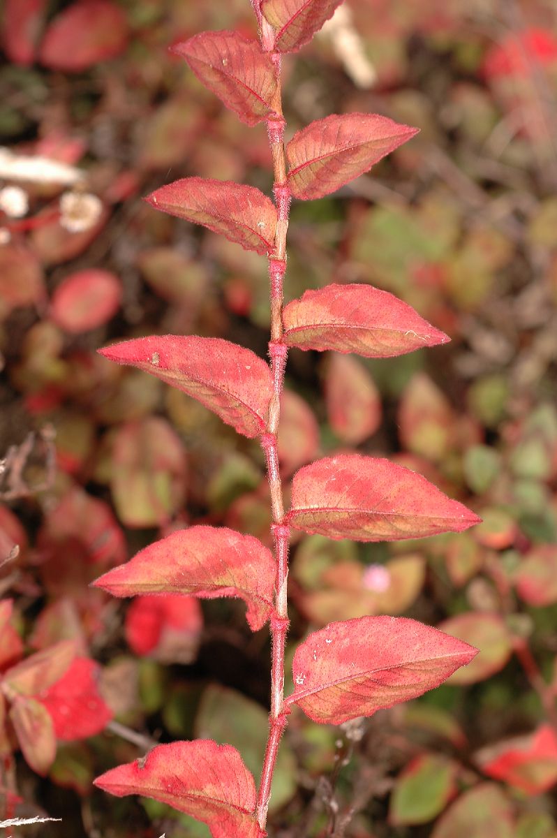 Polygonaceae Polygonum capitatum