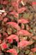 image of Polygonum capitatum