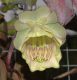 image of Cobaea scandens