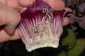 image of Cobaea scandens